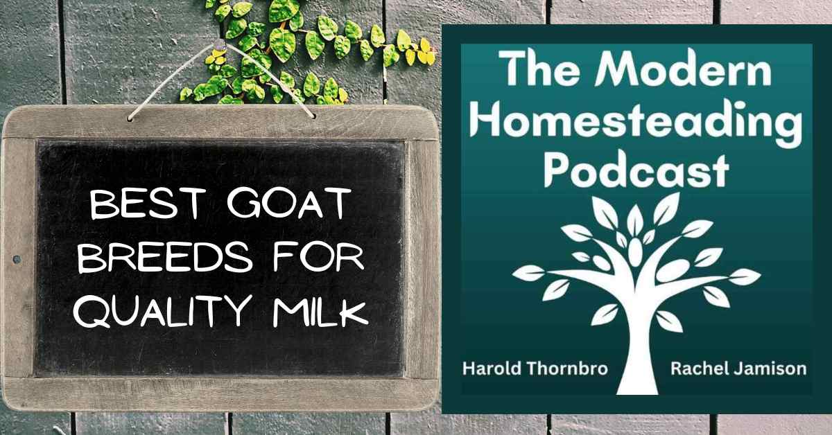 Read more about the article Best Goat Breeds For Quality Milk