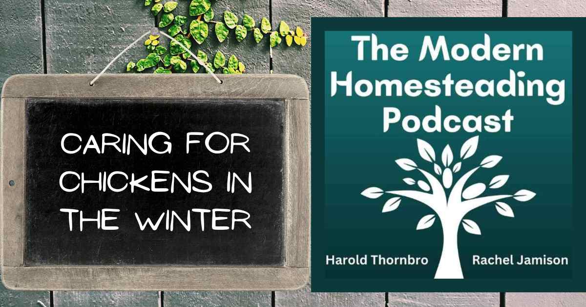 Read more about the article Caring For Chickens In The Winter