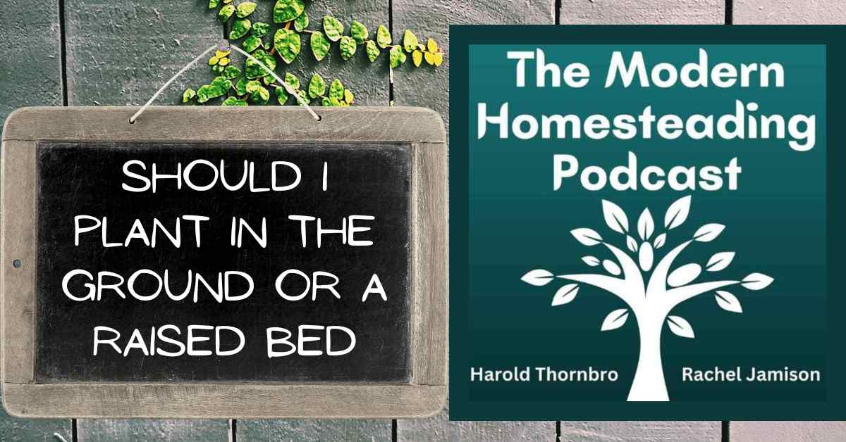 Read more about the article Should You Plant A Garden In The Ground Or A Raised Bed