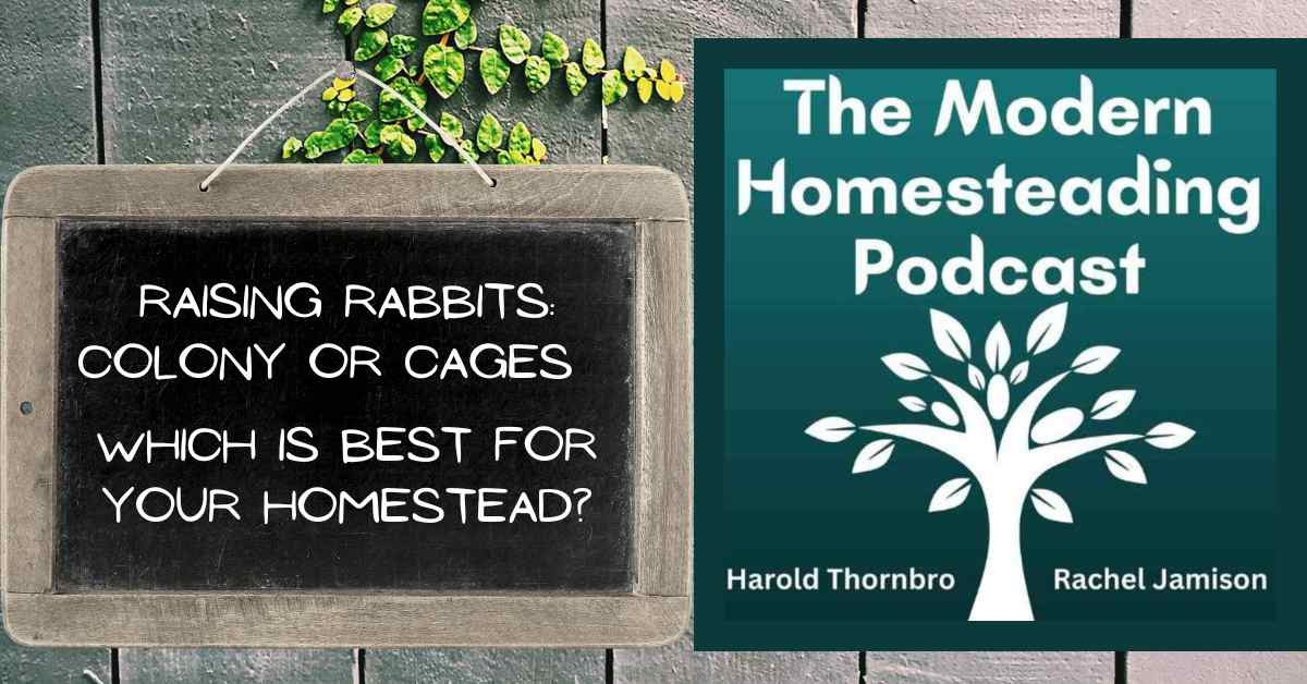 Read more about the article Raising Rabbits: Colony or Cages – Which is Best for Your Homestead?