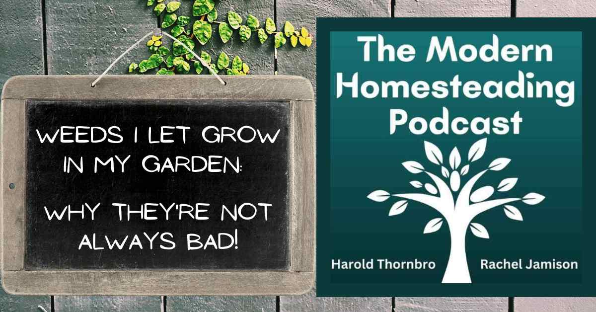 Read more about the article Weeds I Let Grow In My Garden: Why They’re Not Always Bad!
