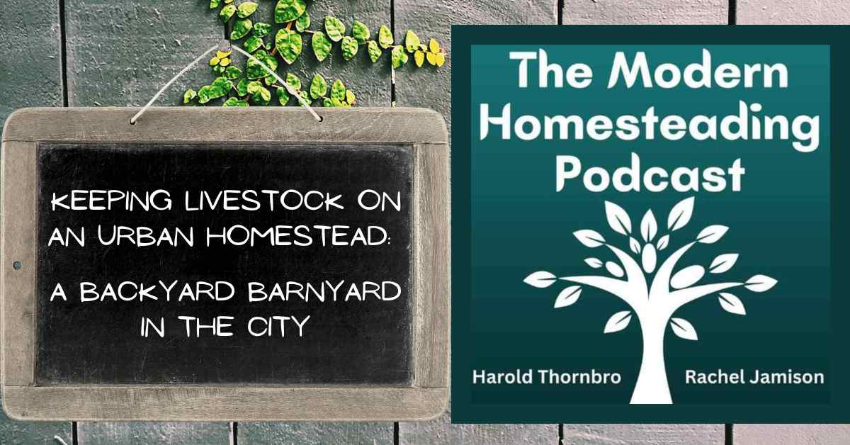 Read more about the article Keeping Livestock On An Urban Homestead: A Backyard Barnyard In The City