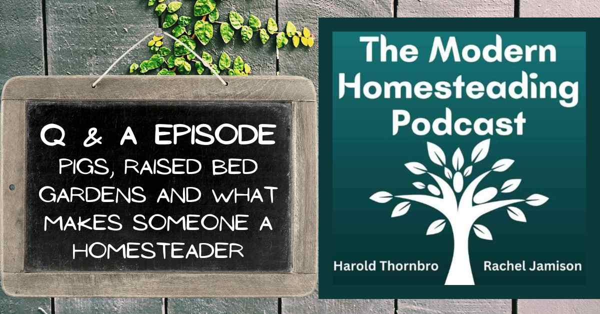 Read more about the article Q & A Episode – Pigs, Raised Bed Gardens and What Makes Someone A Homesteader