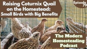Read more about the article Raising Coturnix Quail on the Homestead: Small Birds with Big Benefits