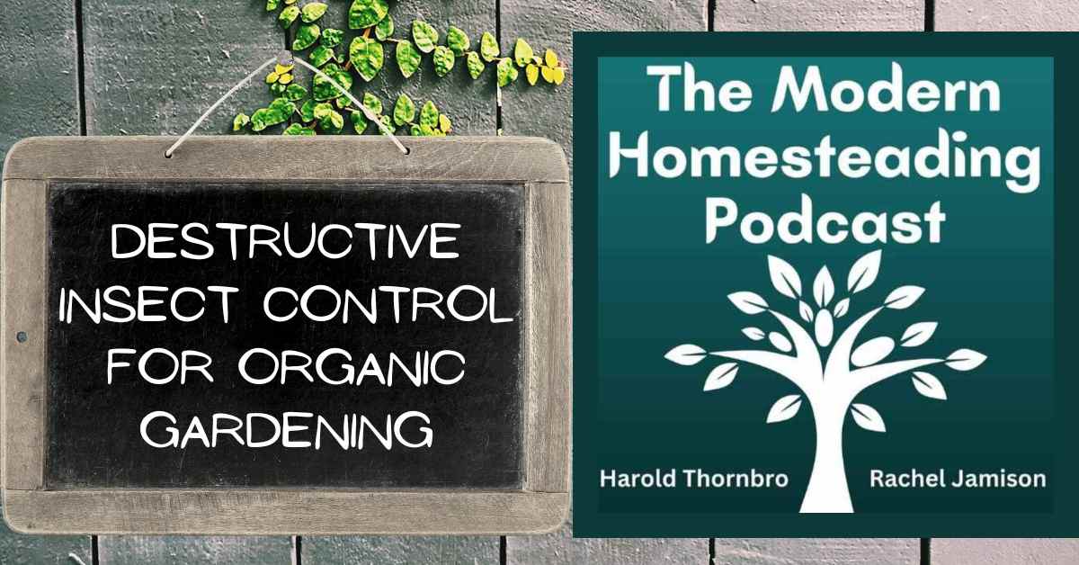 Read more about the article Destructive Insect Control For Organic Gardening