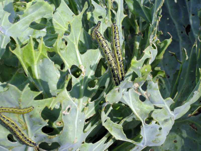 Destructive Insect Control For Organic Gardening 1 Cabbage Worms