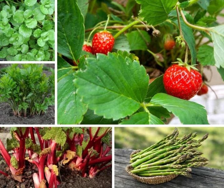 Photo collage of perennials