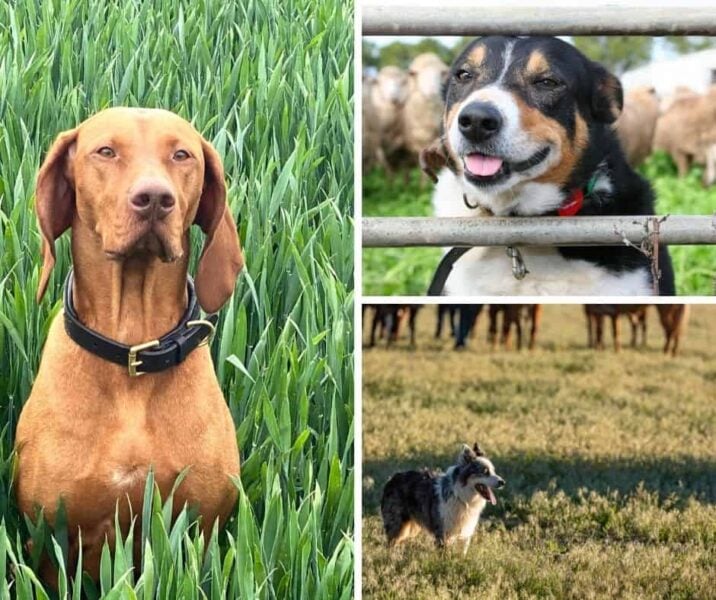 Photo of various homestead dogs