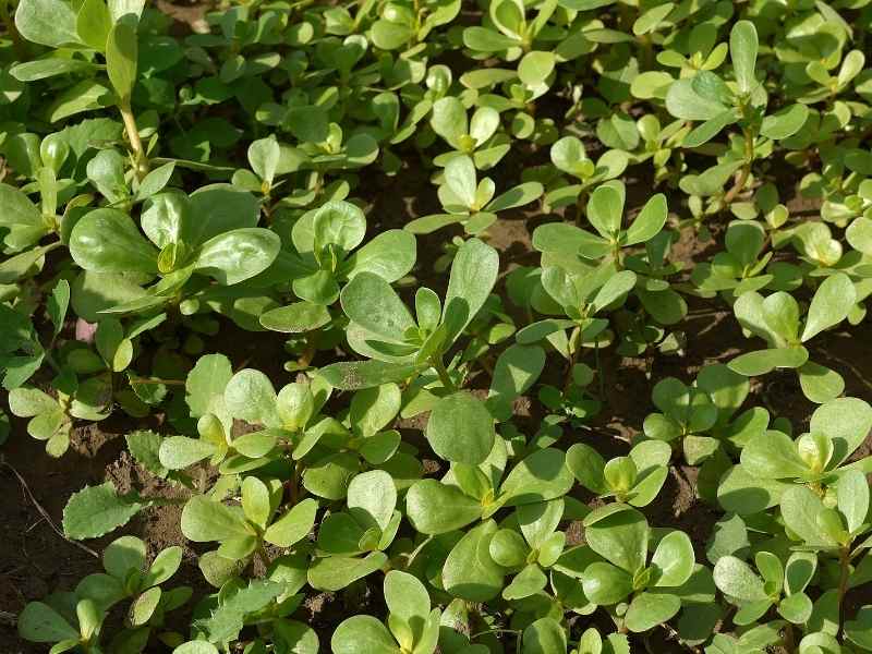 Is Purslane a Friend or Foe of the Garden?