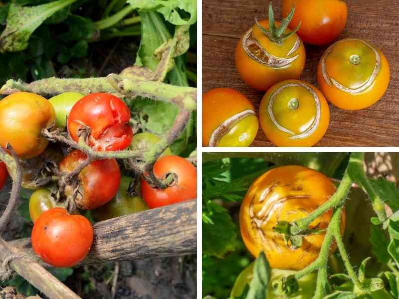 photo of split tomatoes