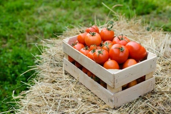 picking tomato harvest