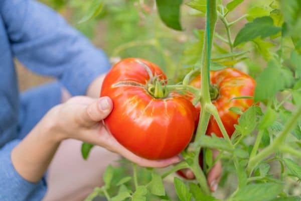 picking tomato