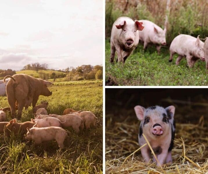 photo of various pigs on farm