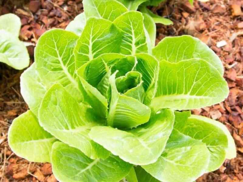 Read more about the article What Are Annual Garden Plants and the Benefits of Growing Them