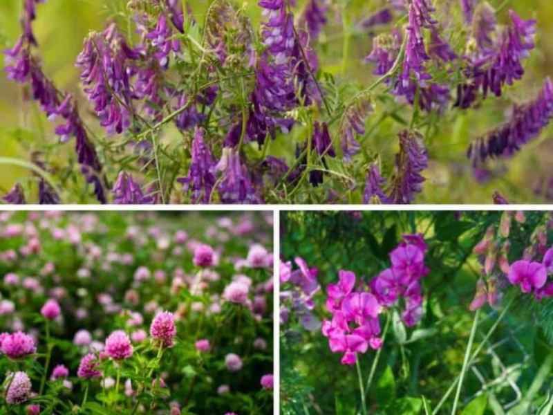 Read more about the article How To Use Cover Crops In Your Homestead Garden