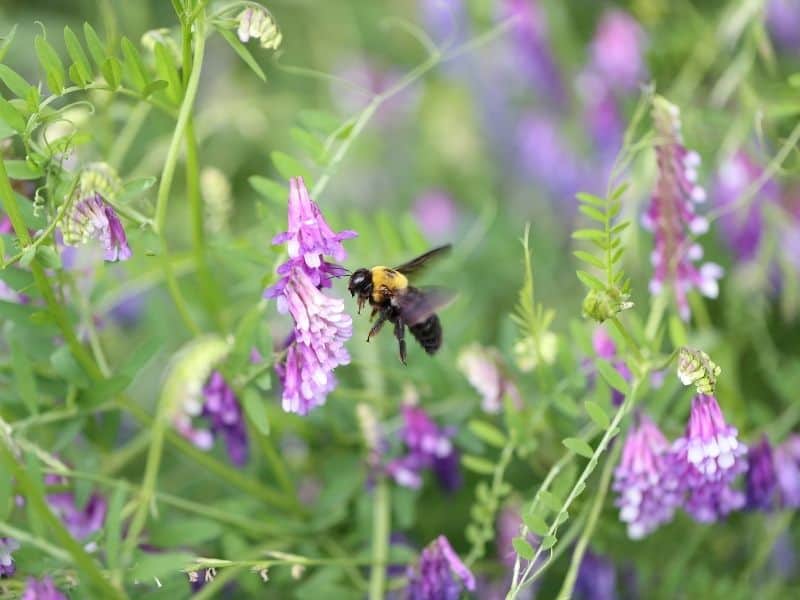 photo of bee on hairy vetch flower