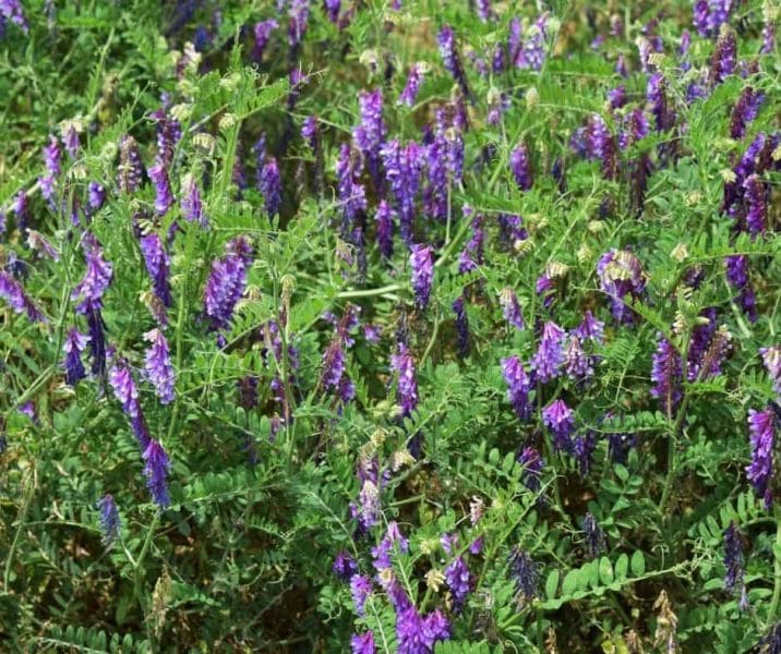 photo of hairy vetch