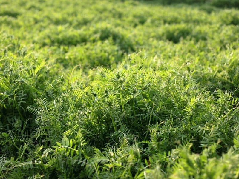 photo of field of hairy vetch