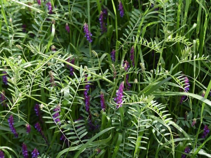 photo of hairy vetch