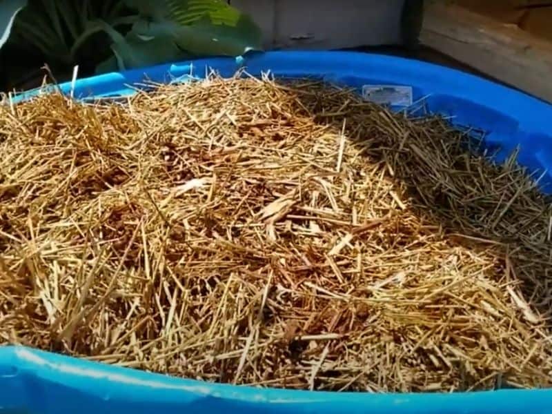 photo of straw soaking in water in pool