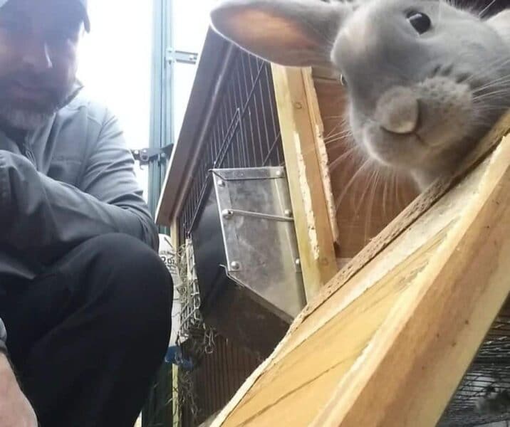 Photo of rabbit in hutch
