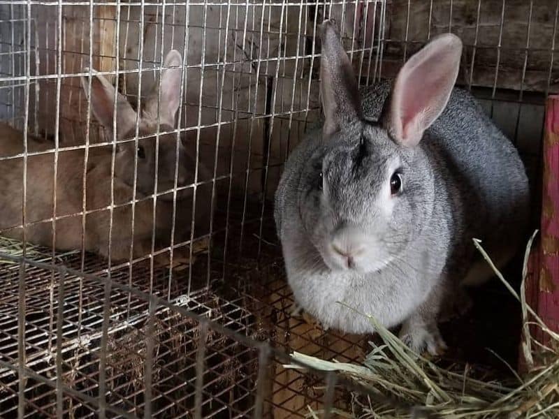 photo of Rabbits in cages