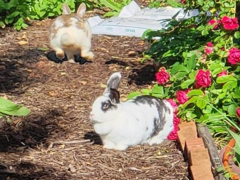 Raising Rabbits: Colony or Cages – Which is Best for Your Homestead ...
