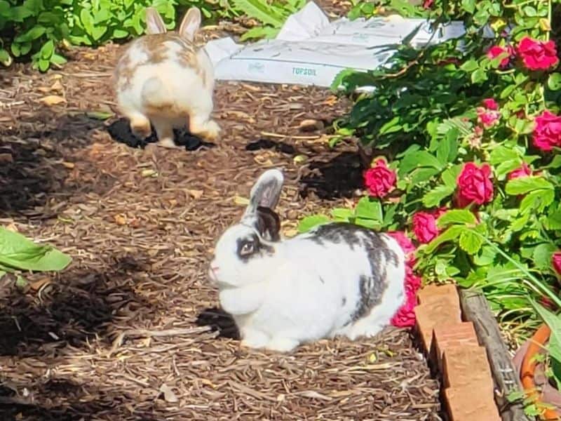 photo of rabbits in garden
