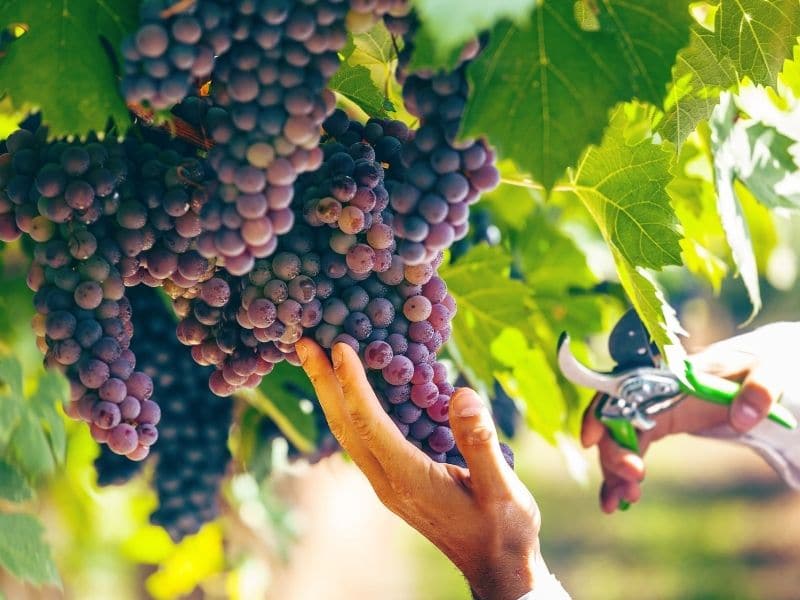 Photo of grape harvesting