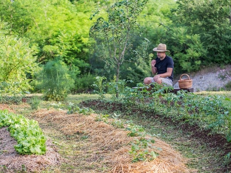 photo of a permaculture swale