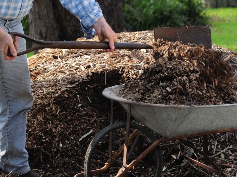 photo of putting compost in wheelbarrow