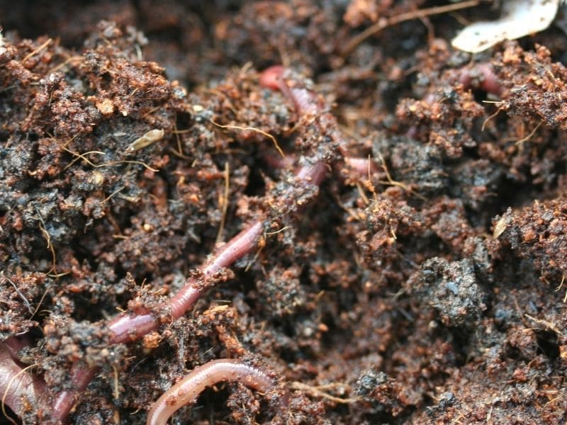 Photo of healthy living soil