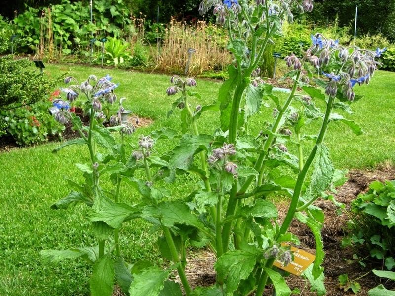 photo of borage used in a guild