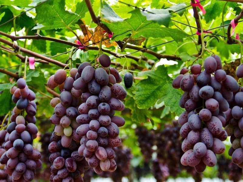 photo of grape vine