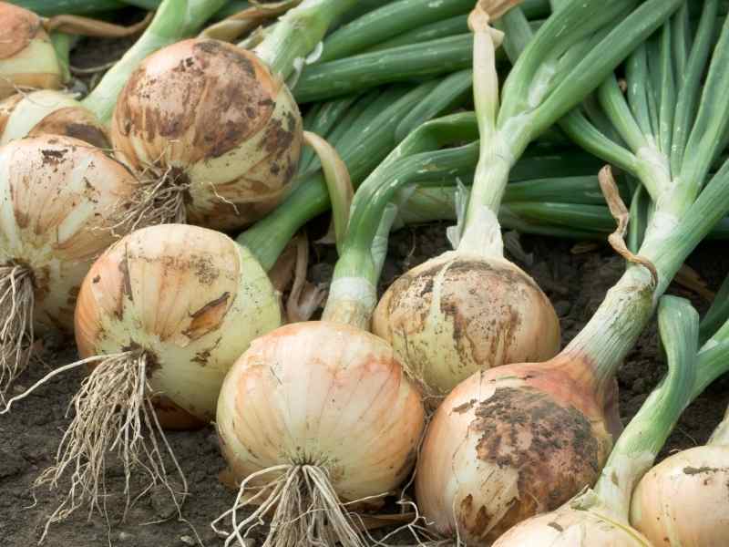 Onion Harvest