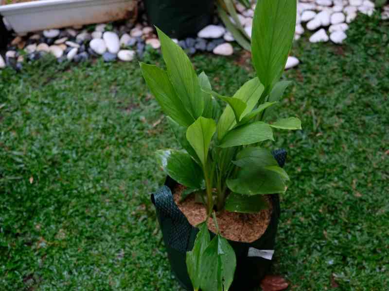turmeric growing in grow bag