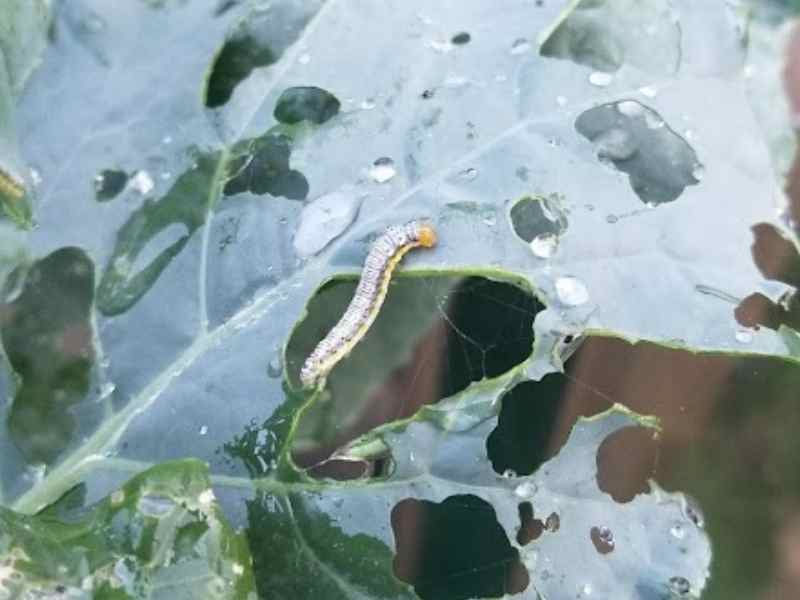Read more about the article How To Prevent and Get Rid Of Cabbage Worms on Brassicas