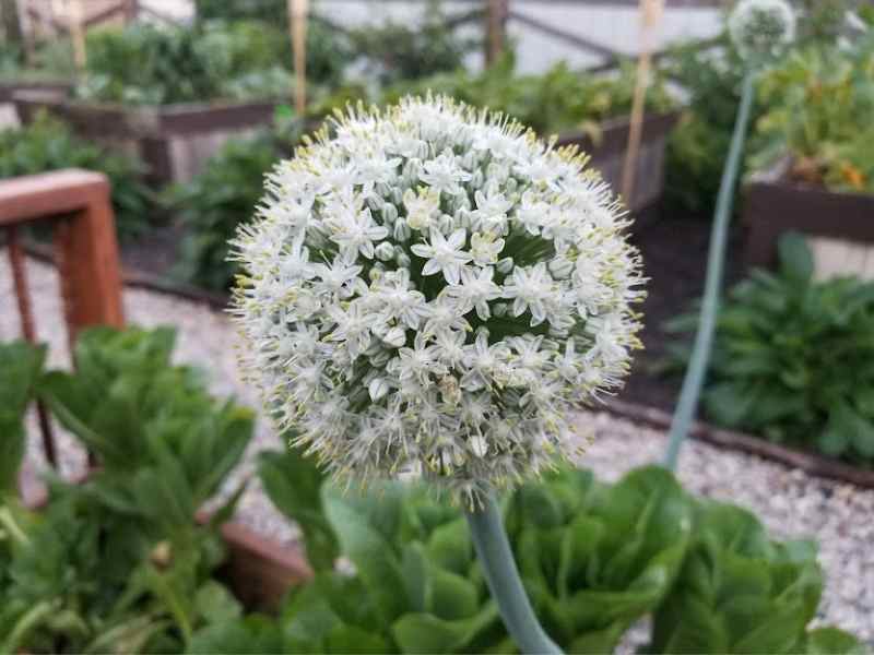 Onion Flower