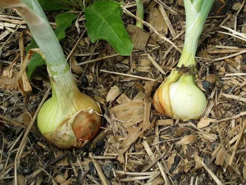 Onions In Garden