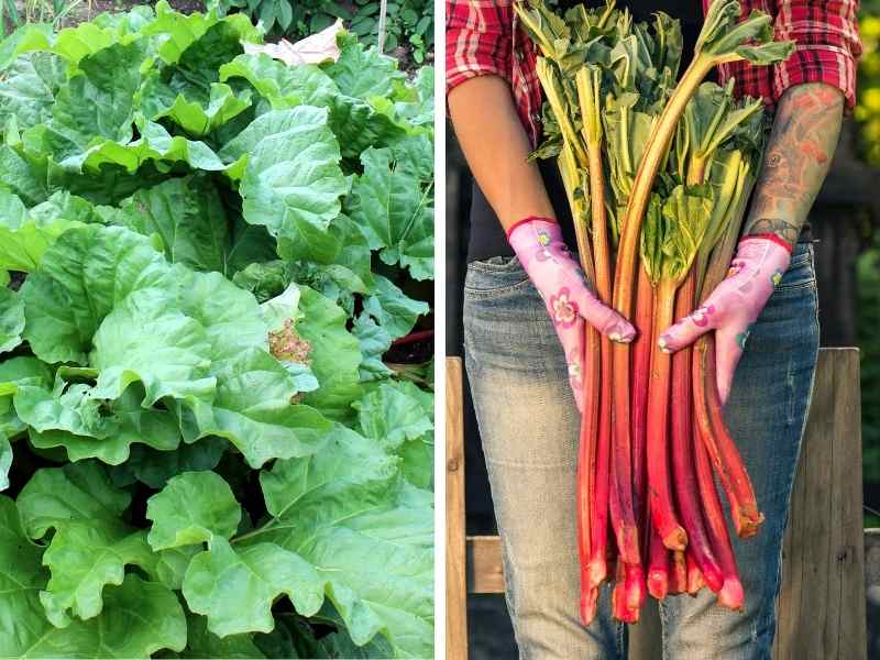 Reliable rhubarb - how to grow and what variety to choose - little eco  footprints