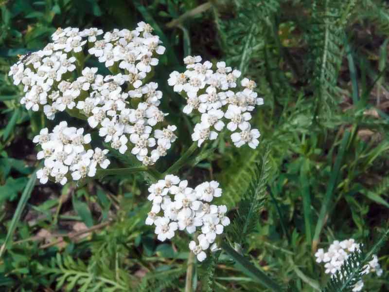 Why and How To Grow Yarrow In A Permaculture Food Forest - The Small ...