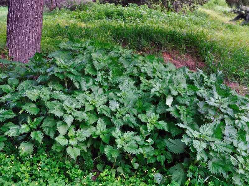 stinging nettle in food forest