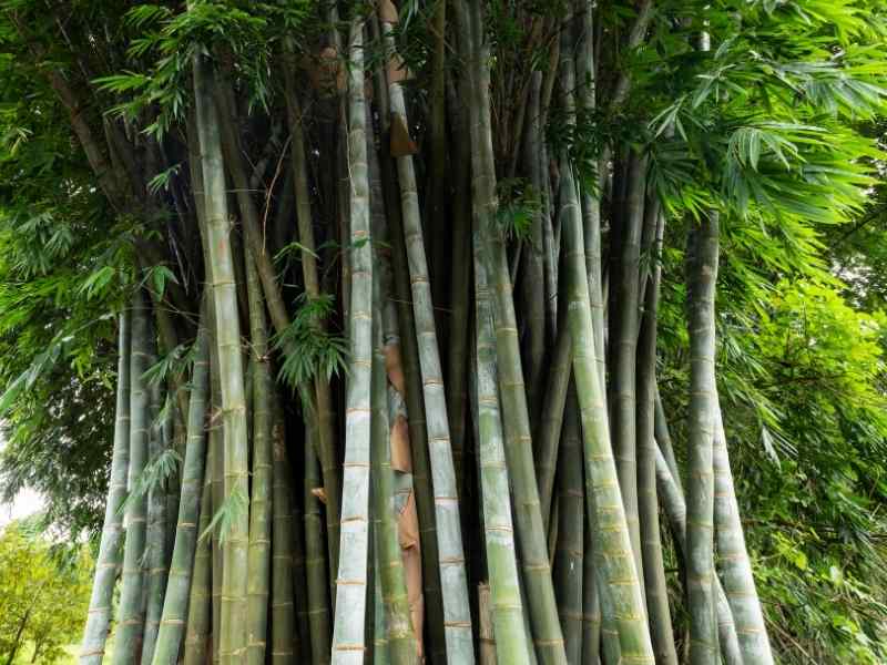 Clumping Bamboo