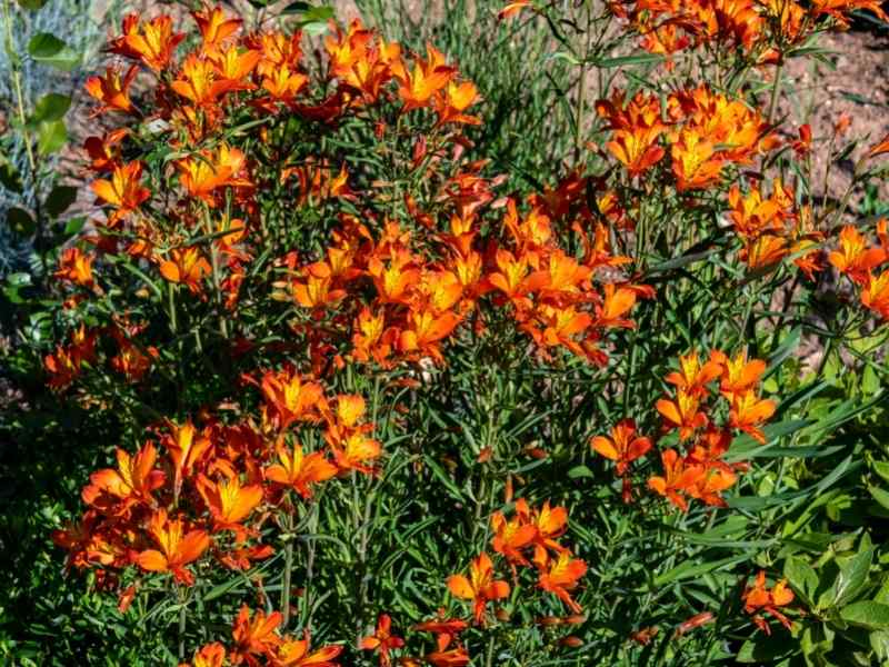 Daylilies