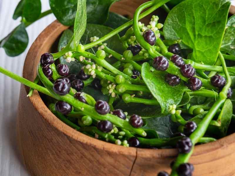 Eating Malabar Spinach Berries