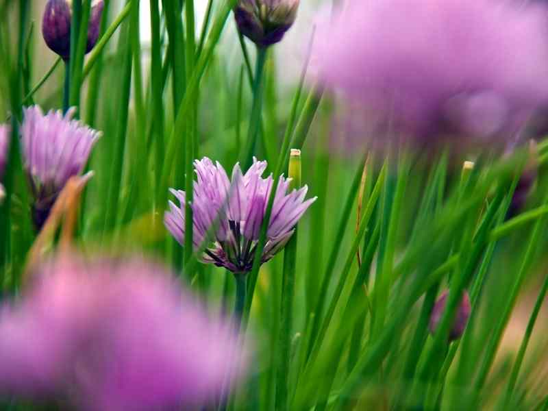 Garlic Chives