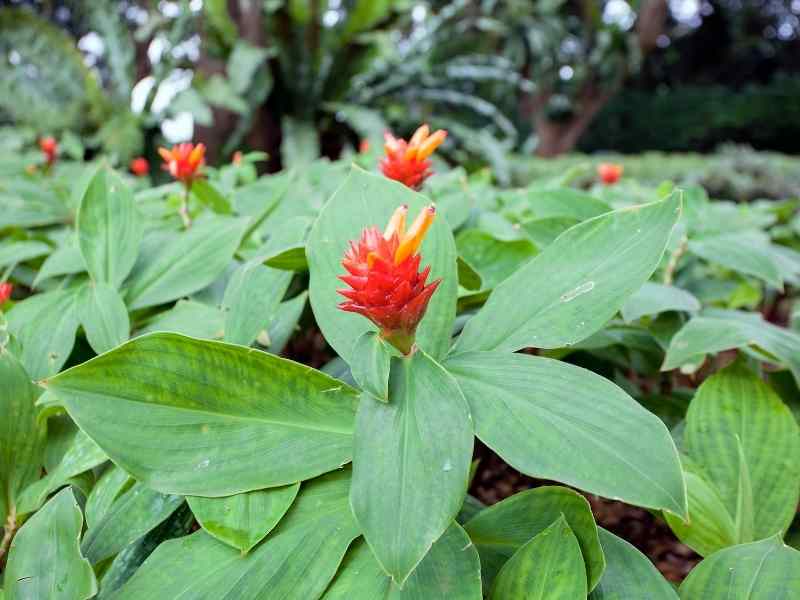 Ginger Plant