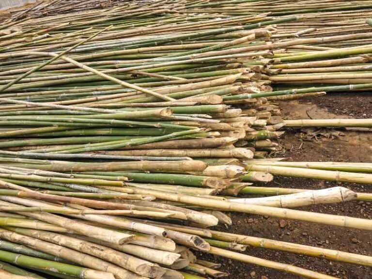 How To Grow, Control, and Use Bamboo On The Homestead - The Small Town ...