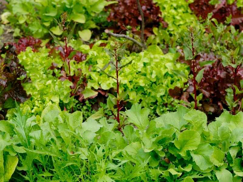 Lettuce Bed