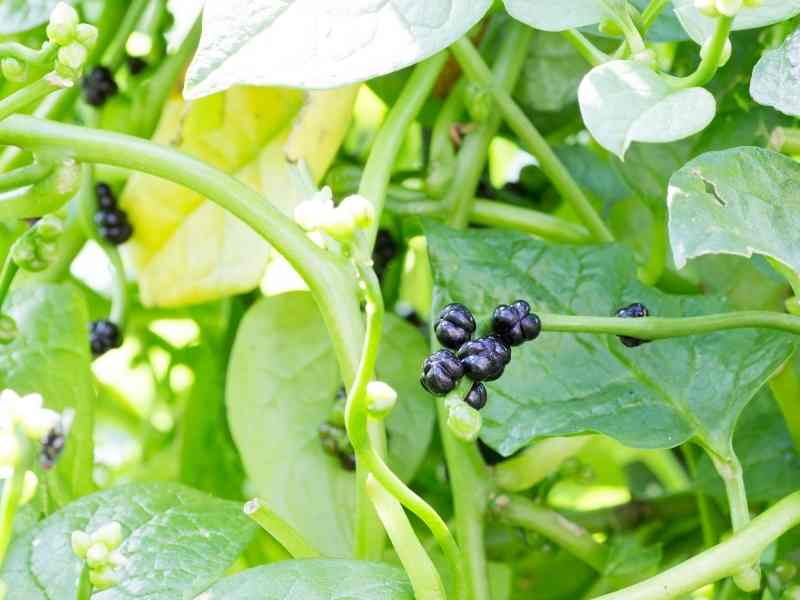 Malabar Spinach Berries